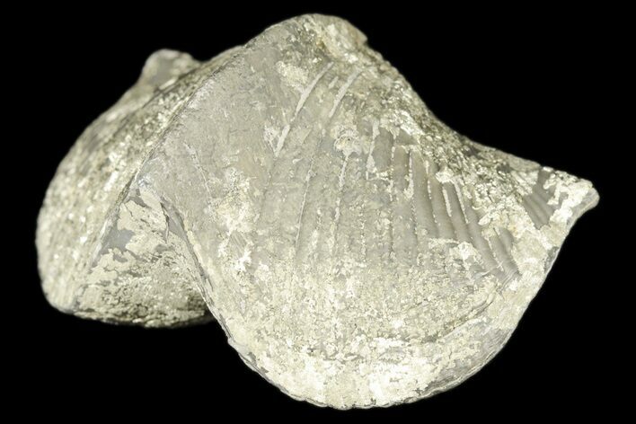Pyrite Replaced Brachiopod (Paraspirifer) Fossil - Ohio #189167